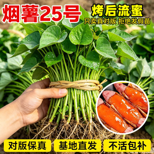正宗山东烟薯25号糖心红薯苗秧批