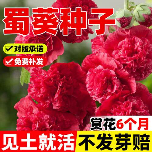 重瓣蜀葵花种子盆栽花苗易活易种