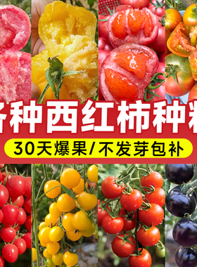 西红柿种籽大全番茄种子四季种植高产樱桃千禧圣女果水果蔬菜种孑