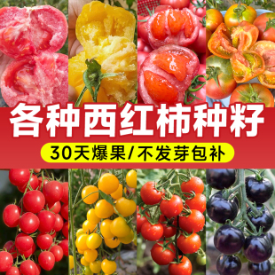 西红柿种籽大全番茄种子四季种植高产樱桃千禧圣女果水果蔬菜种孑