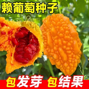 赖葡萄种子籽濑瓜苦瓜金铃子蔬菜水果种子孑四季种植阳台庭院盆栽