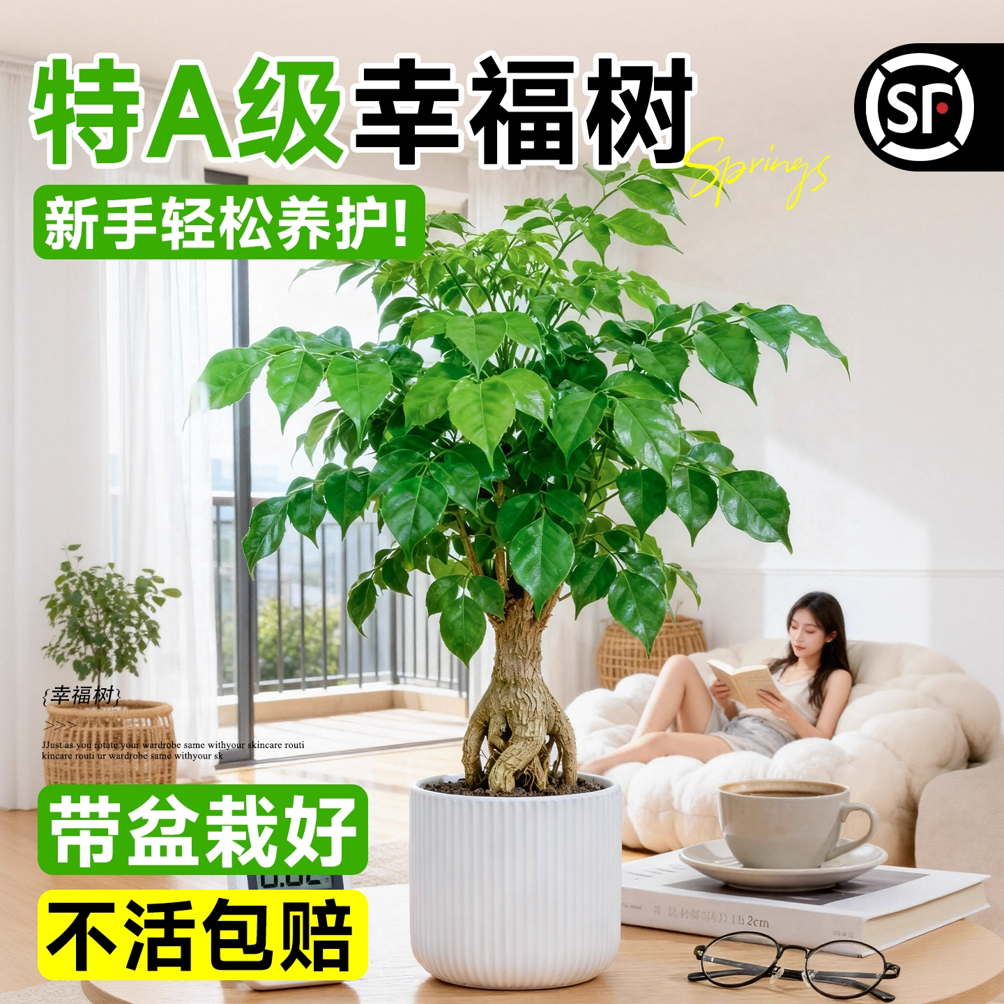 幸福树绿植盆栽室内植物平安