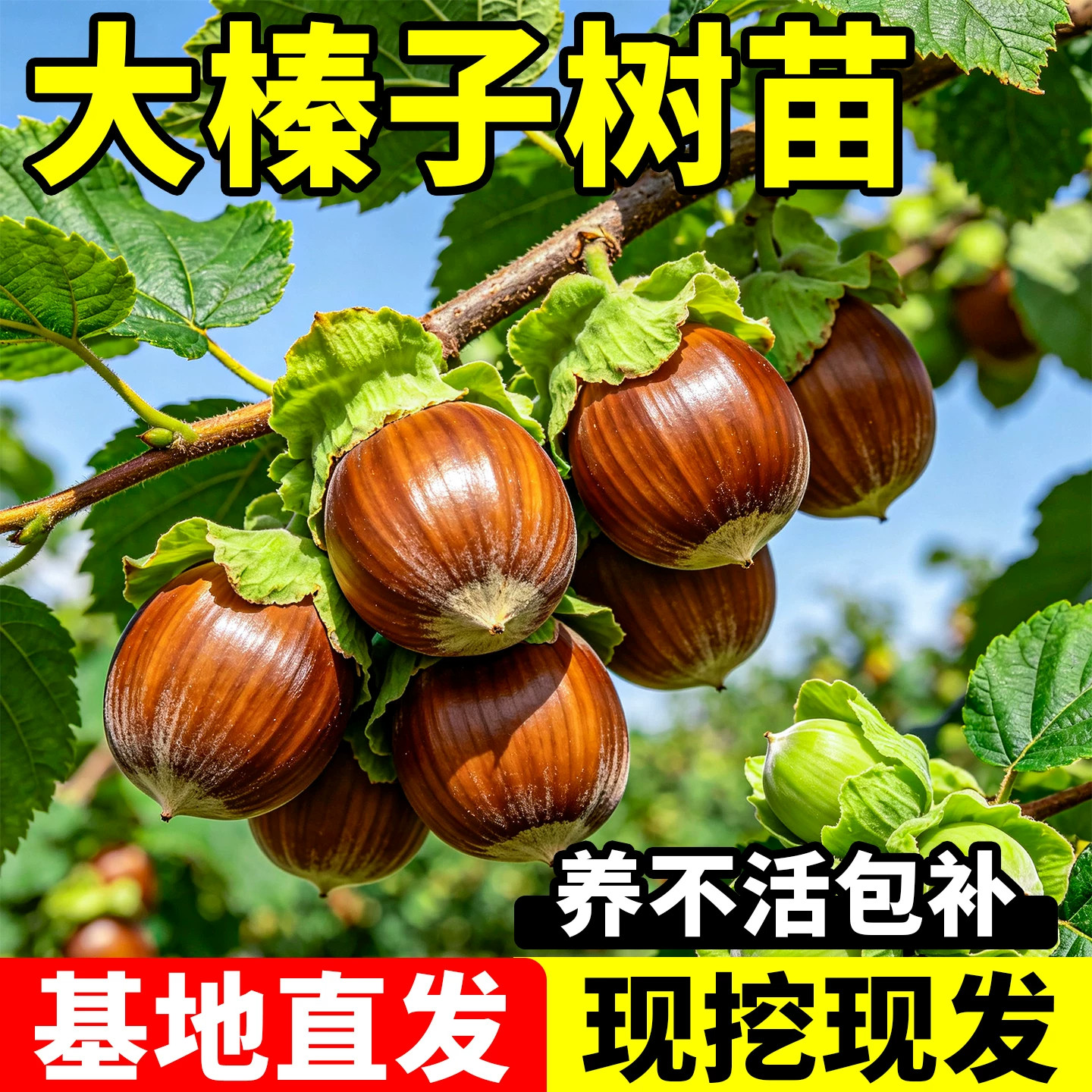 大榛子树苗耐寒高产嫁接果树苗南北庭院地栽盆栽当年结果种植种苗