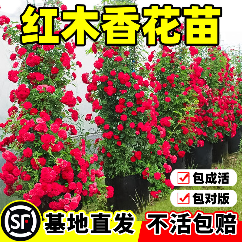红木香爬藤花苗庭院植物蔷薇图片
