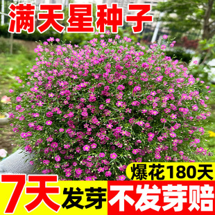 满天星种子吉普赛四季种植易成活可鲜切花籽阳台庭院盆栽花苗种籽
