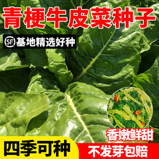 青梗牛皮菜种籽厚皮菜种子四季大叶根达菜种孑菜园阳台盆栽莙荙菜