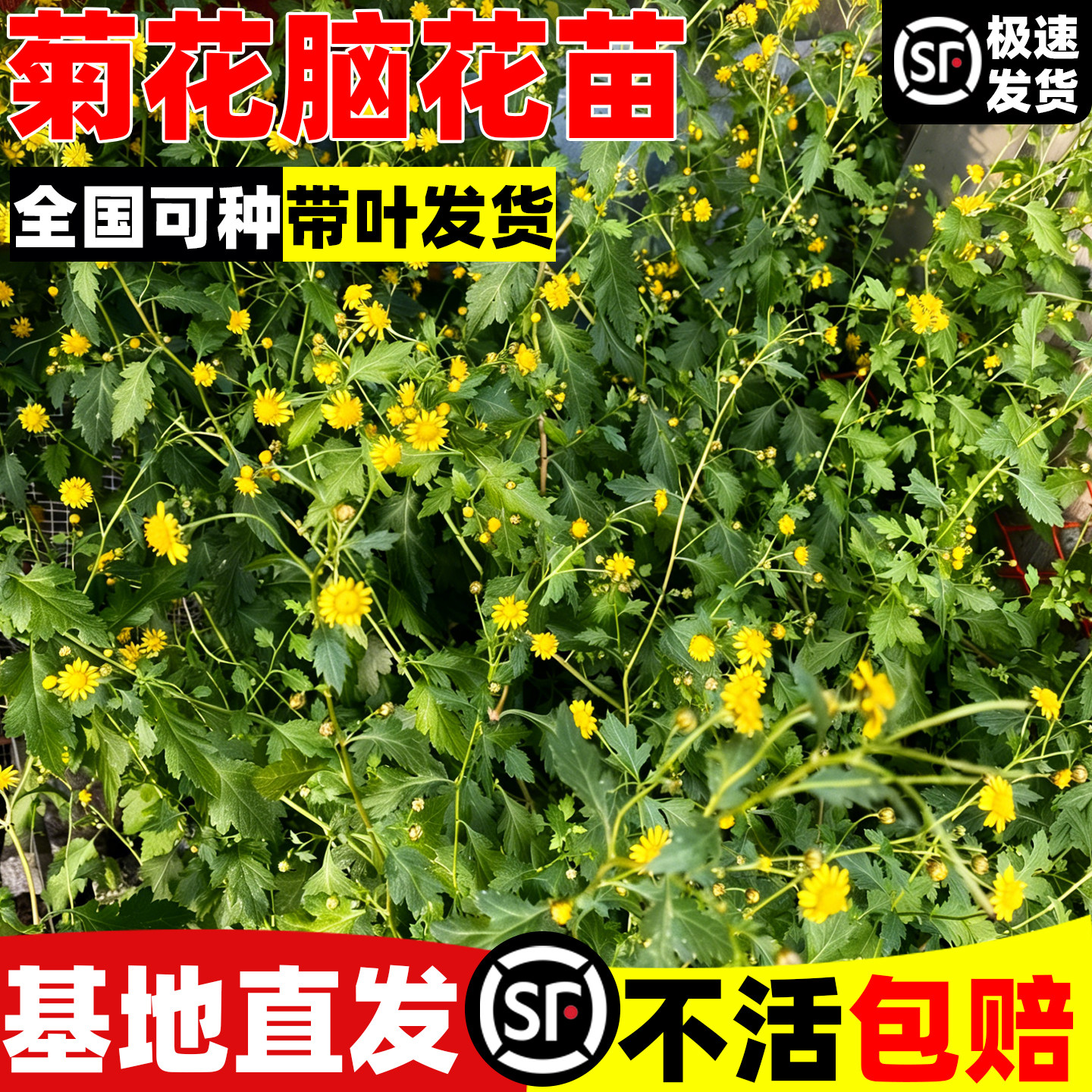 菊花脑苗四季种植大叶菊花脑盆栽大苗耐热耐旱可食用植物清热解暑