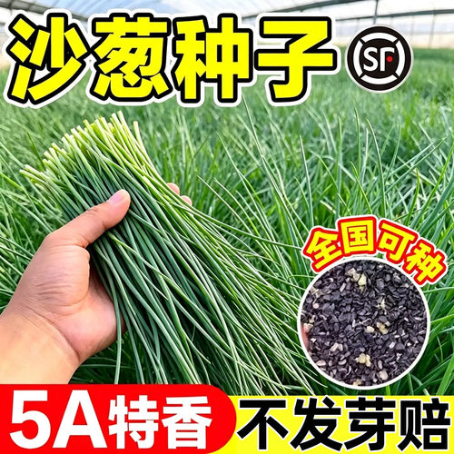 野生沙葱种子多年生蒙古韭耐旱种