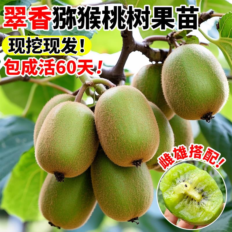 翠香猕猴桃树果苗公母同株带土嫁图片