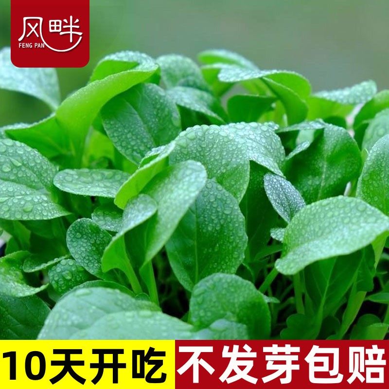 鸡毛菜菜籽种速生上海青种子四季青菜种籽孑阳台庭院盆栽蔬菜大全,鲜花速递/花卉仿真/绿植园艺,家庭园艺种子,淘宝优惠券,粉丝福利购,淘宝优惠卷