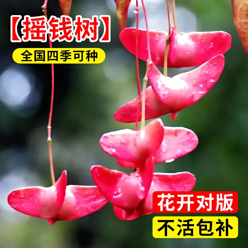 金丝吊蝴蝶树苗摇钱树招财老桩耐