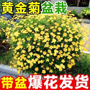 黄金菊盆栽菊花苗玛格丽特带花苞花期长庭院好养的懒人花植物花卉
