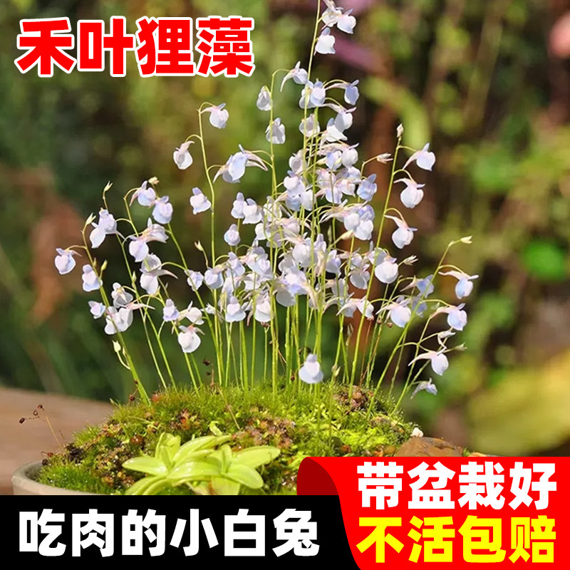 禾叶狸藻小蓝兔食虫草盆栽挖耳草捕蝇草猪笼草小白兔狸藻食虫植物