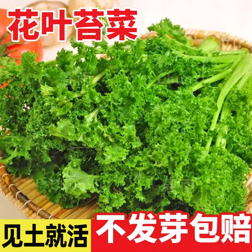 花叶苔菜种子绿绒春不老苔菜种籽