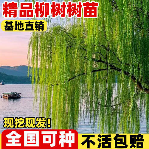 垂柳树苗黄金青直庭院大绿