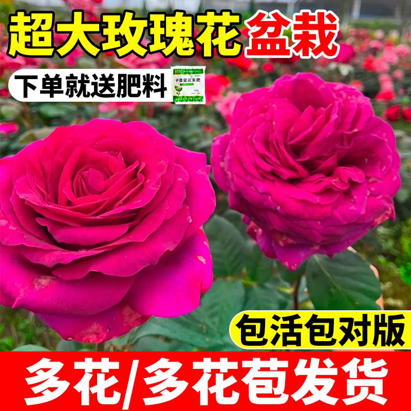 超大玫瑰花盆栽带花苞云南月季树苗特大四季好养浓香老桩绿植物花