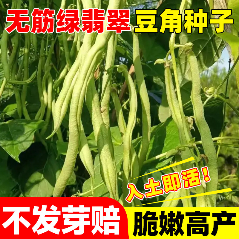 无筋绿翡翠豆角种子早熟高产肉厚长扁豆四季播耐热耐寒豆角种籽孑