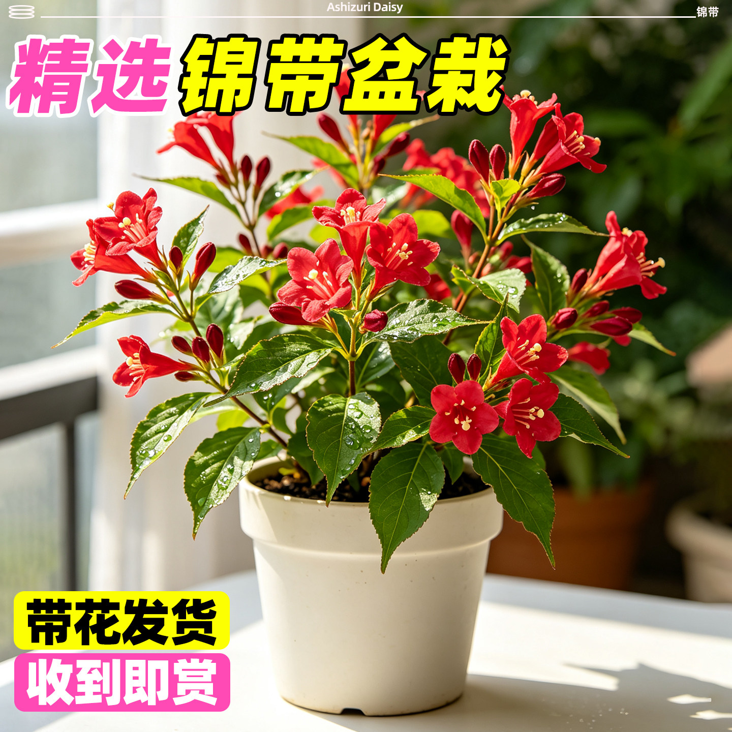 进口迷你锦带盆栽小苗好养开花