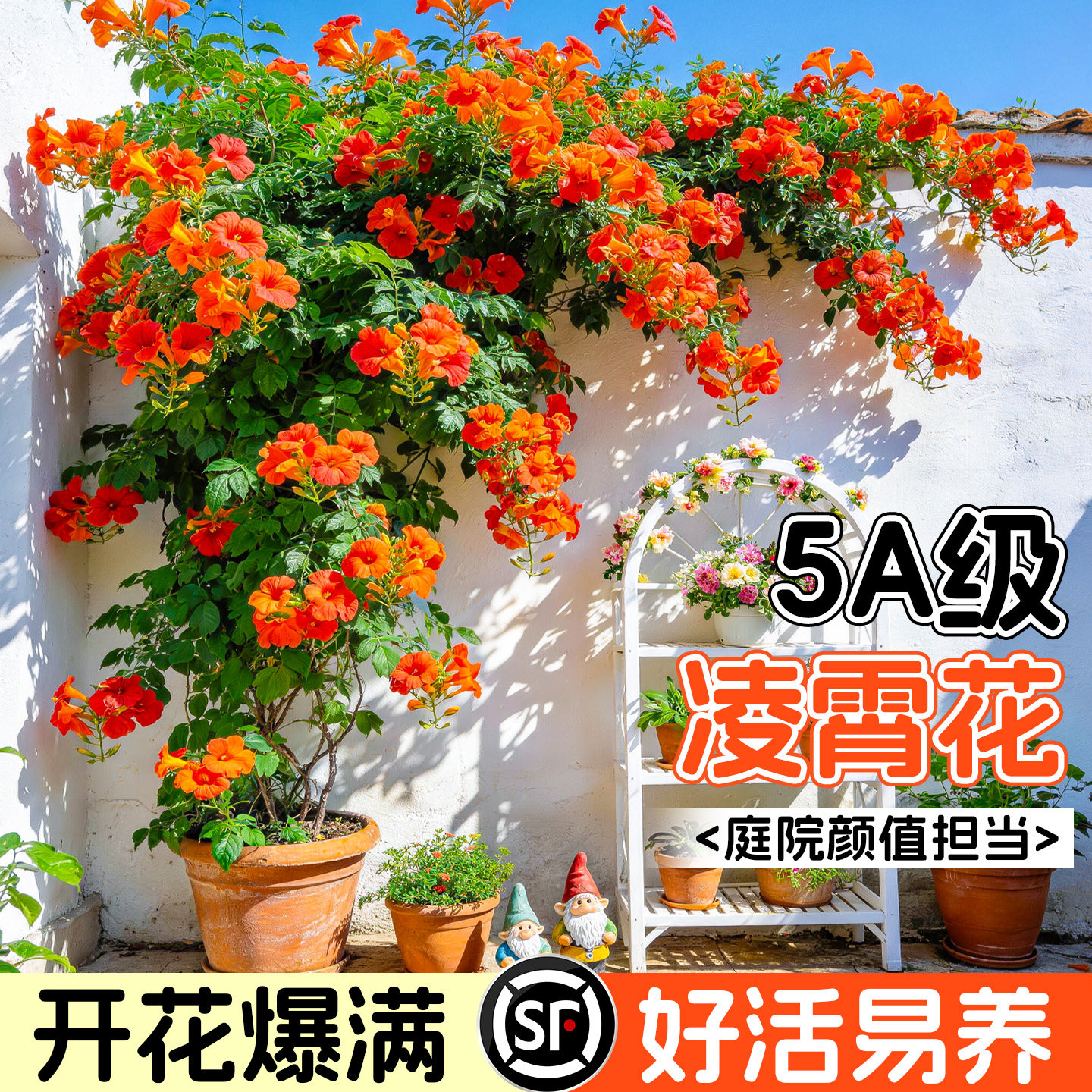 凌霄花爬藤大苗耐寒老桩树苗四季图片
