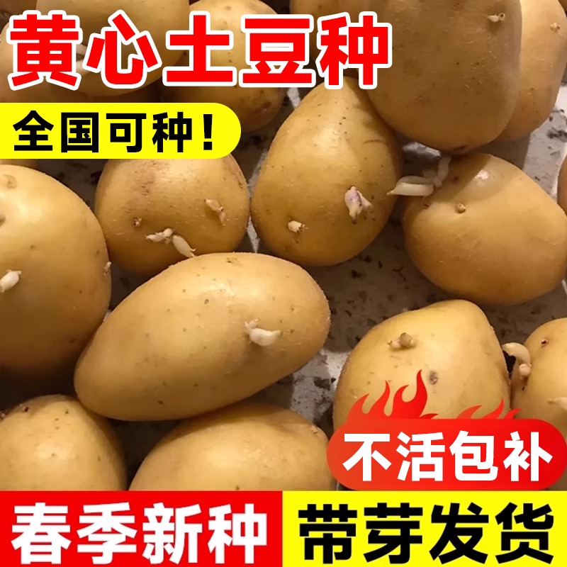 黄心土豆种孑高产带芽土豆种洋芋图片