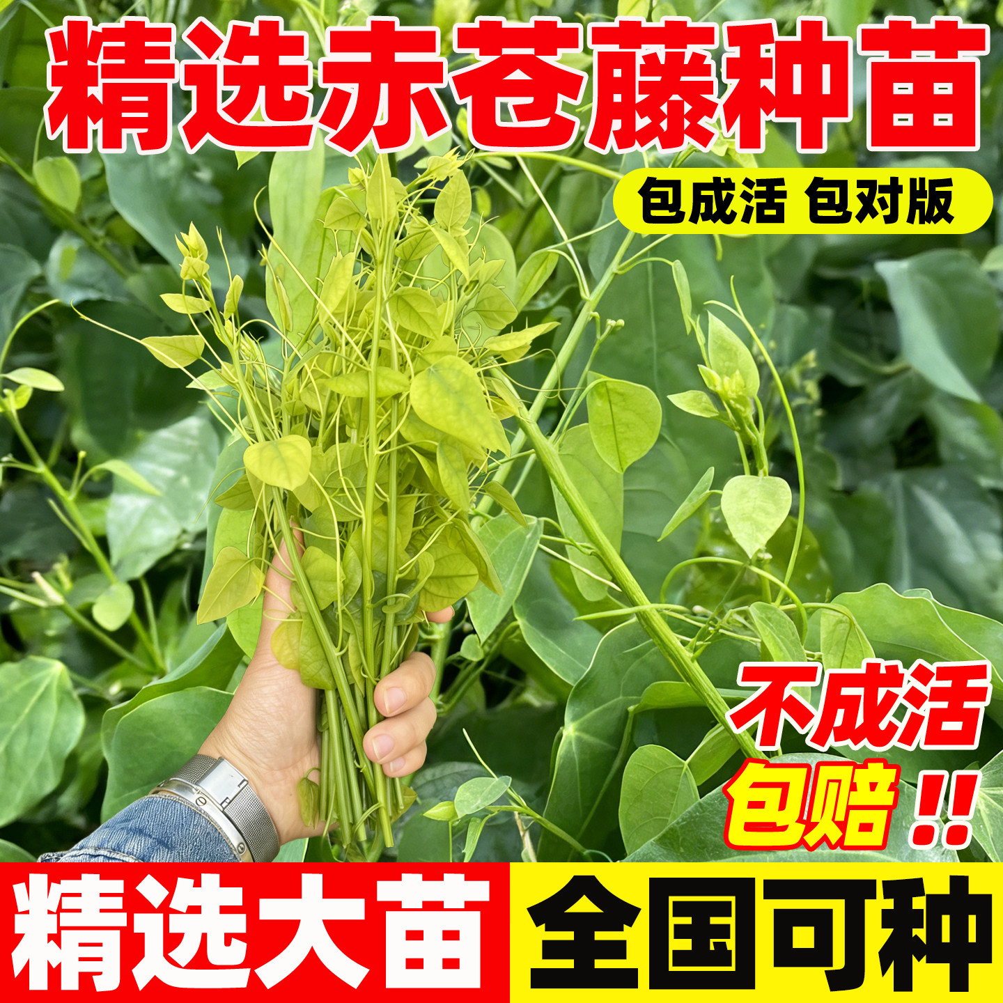 广西赤苍藤苗龙须菜苗辣木苗姑娘菜种苗特色酒店野菜新鲜现挖带根