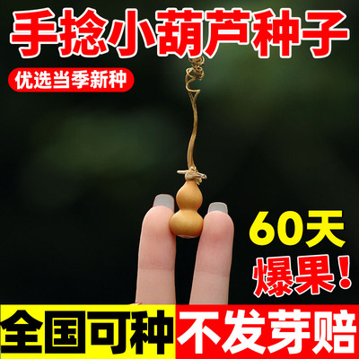 手捻小葫芦籽种四季观赏文玩葫芦