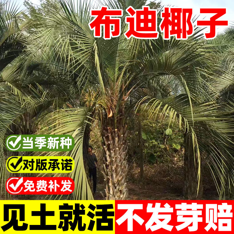 布迪椰子种子热带椰子种子冻子椰子种子四季观果林木种籽弓葵种子