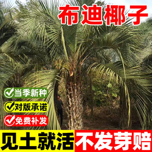 布迪椰子种子热带椰子种子冻子椰子种子四季观果林木种籽弓葵种子