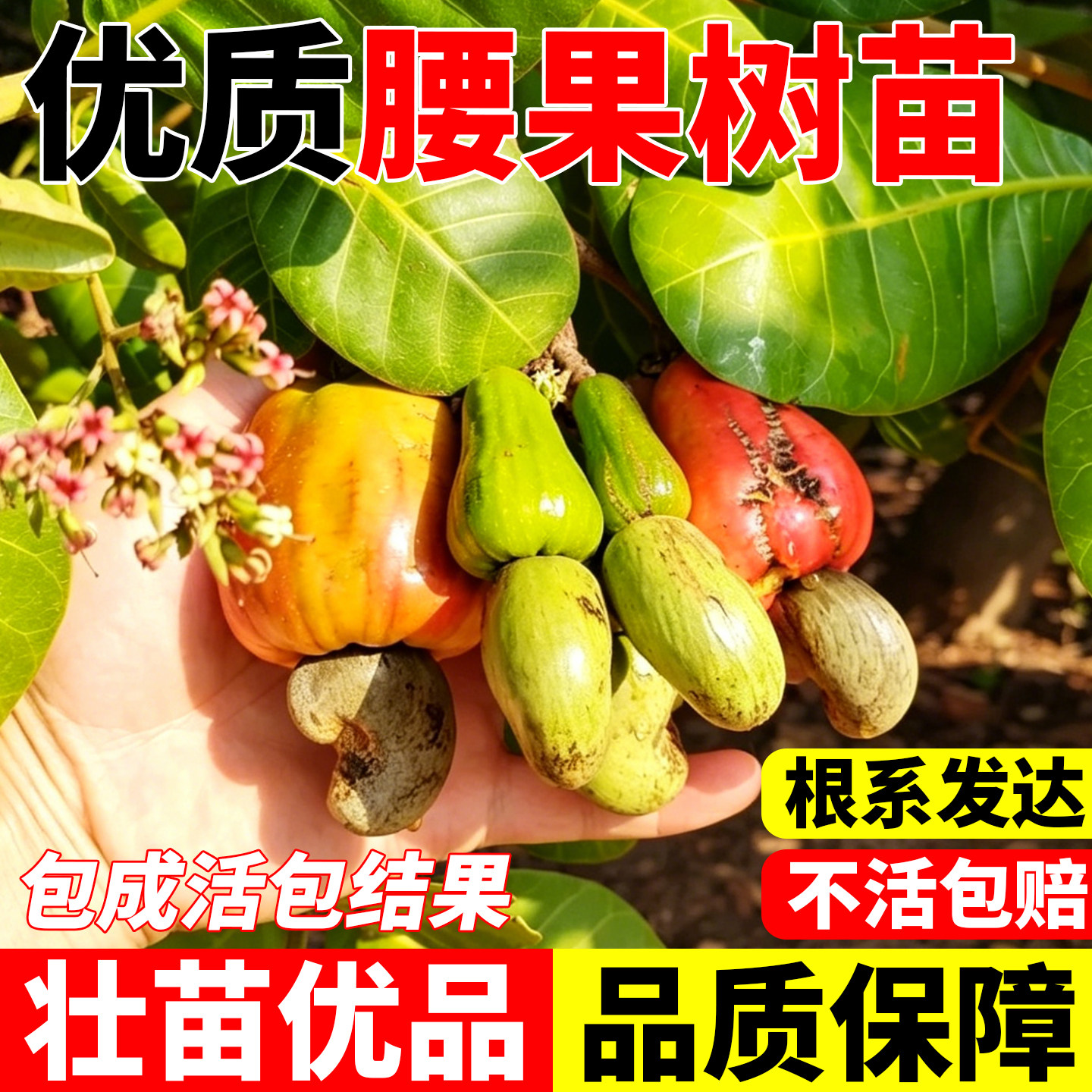腰果树苗嫁接果树苗地栽盆栽树苗当年结果南方北方种植鸡腰果树苗