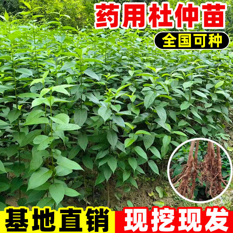 杜仲树苗四季果树果苗药材种植苗中草药连翘酸枣庭院药用盆栽地栽