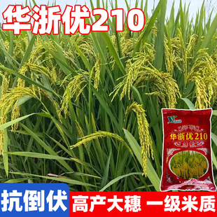 华浙优210水稻种籽浓香稻香长粒香米谷种水稻种子优质高产常规稻