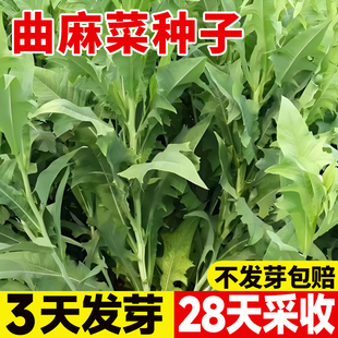 曲麻菜种子曲曲芽菜野生红曲麻菜四季种植盆栽阳台庭院苦菜种籽孑