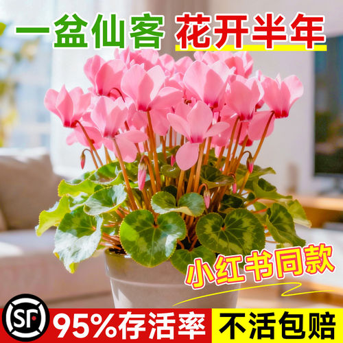 仙客来盆栽带花特大号兔子花卉