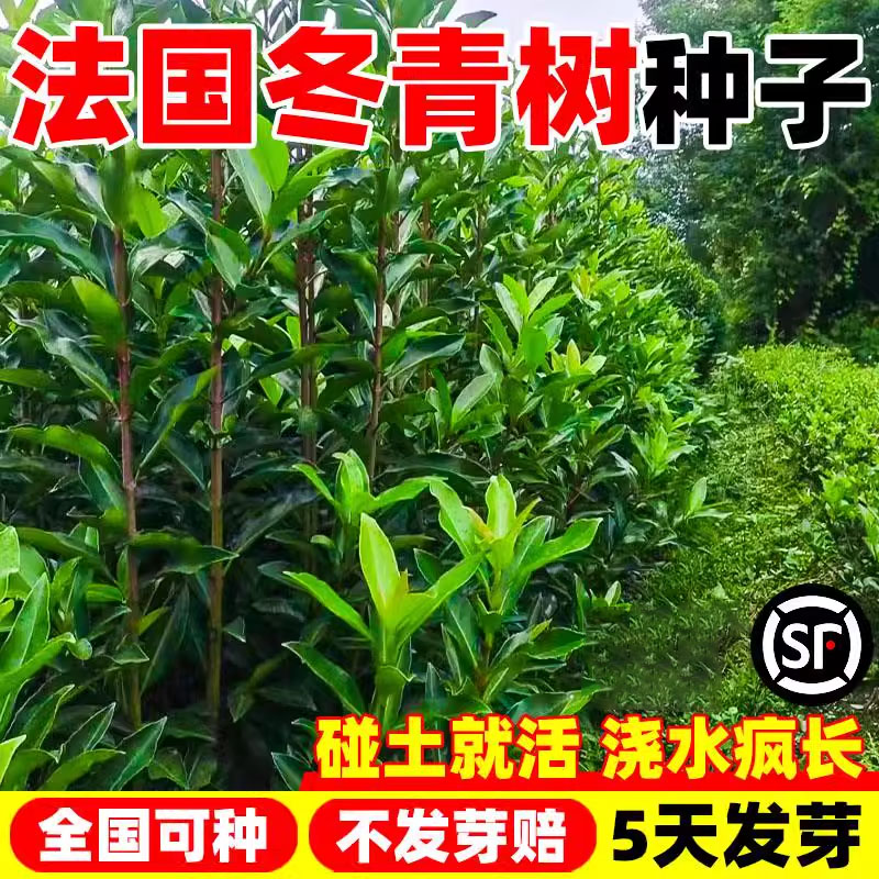 法国冬青树种子北海道黄杨