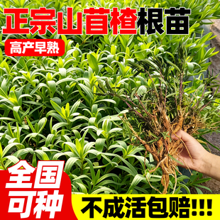 山苜楂新鲜野菜山蚂蚱根新货活苗山菜根山麻楂阳台院落种植银柴胡