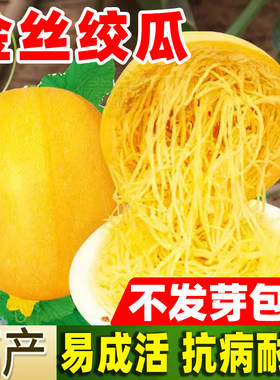 金丝绞瓜四季种植阳台庭院种子