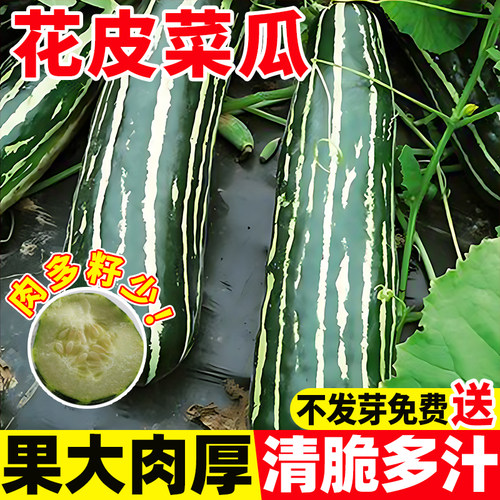 花皮菜瓜种子绿皮酥瓜香脆瓜甜瓜