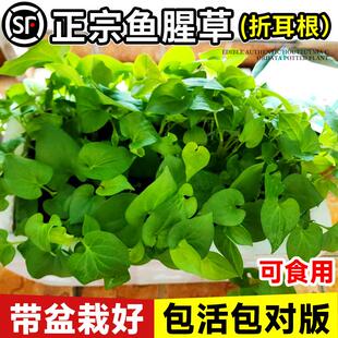 鱼腥草苗盆栽室内可食用绿植薄荷紫苏阳台盆景植物种植新鲜折耳根