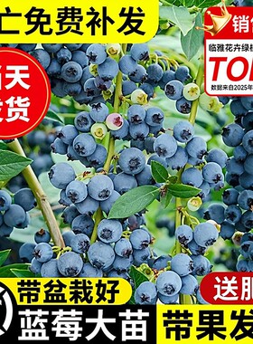 云南花香蓝莓树果苗盆栽L25特大号南北方带花带果发货四季果树苗