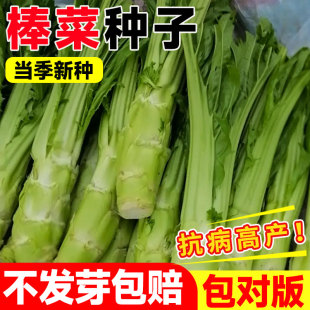 特大花叶棒菜种子四季播青笋菜头种籽大田四川蔬菜种孑薄皮笋子芥