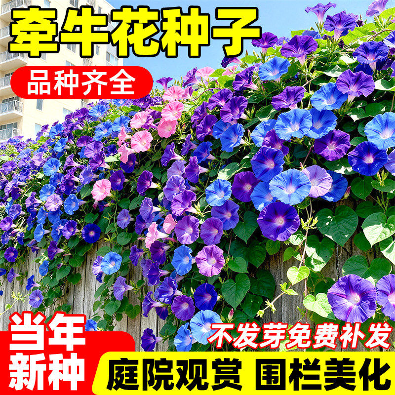 牵牛花种子喇叭花室外爬藤爬墙花卉混色四季开花盆栽好养易活种籽