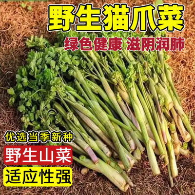 野生猫爪子种籽东北特产展枝唐松