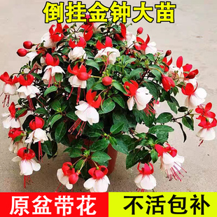 倒挂金钟花苗宝莲灯花盆栽带花苞室内阳台灯笼花重瓣老桩大花花卉