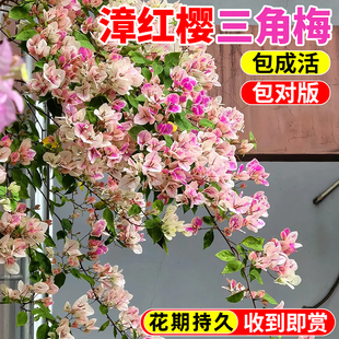 漳红樱三角梅大花苗盆栽云南直发包活绿樱庭院地栽爬藤攀援鲜花卉