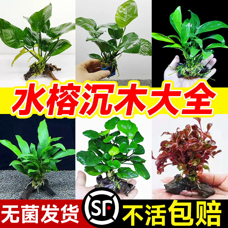 沉木水榕水草水培植物和鱼共养鱼
