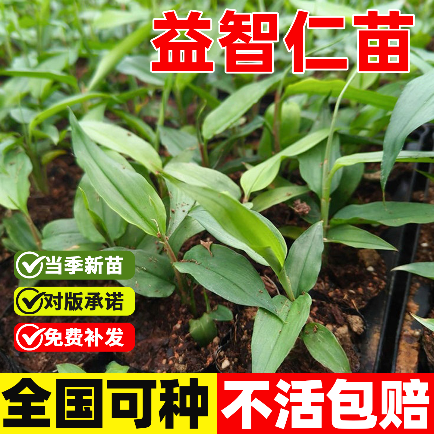广西高产益智仁苗良种中草药材红花九虫根苗大百部苗对叶百步根苗