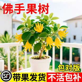 佛手果树盆栽带果室内阳台庭院老桩金华佛手鲜果树好养花卉绿植