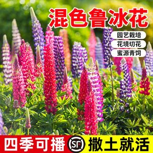 鲁冰花春秋多年生花籽