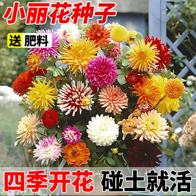 小丽花种子大籽四季开易活
