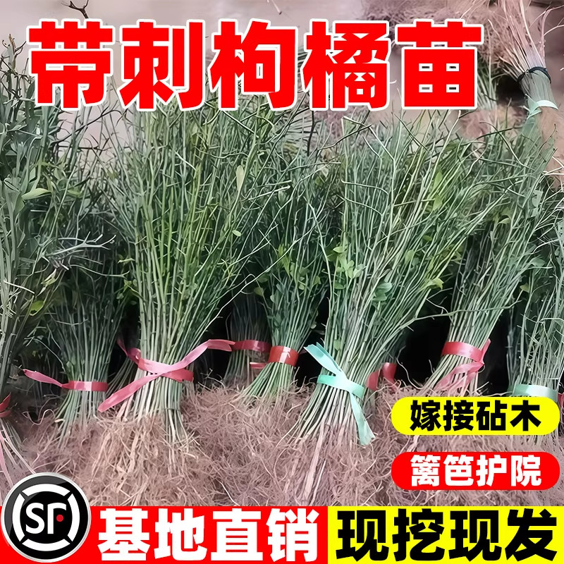 枸橘苗造刺树苗枳壳苗臭橘苗庭院果园防盗别墅围墙篱笆墙带刺植物